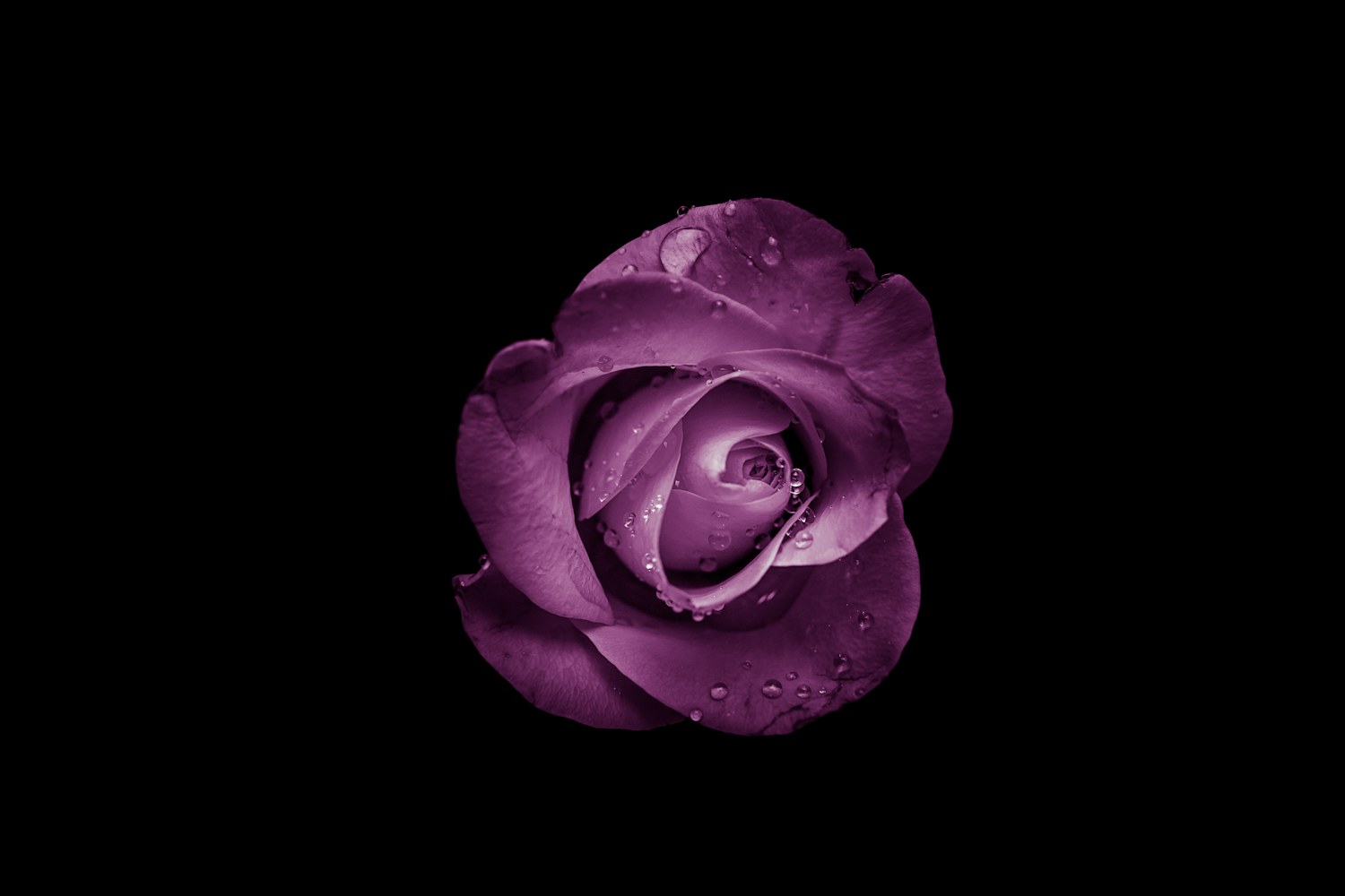 A violet rose